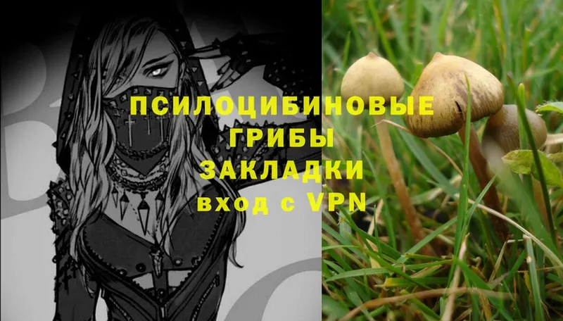 Галлюциногенные грибы Psilocybe  даркнет сайт  Зарайск 